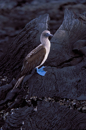 Blue Footed Booby 4