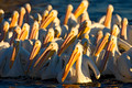 White Pelicans_2368