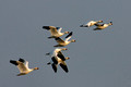 Snow Geese Fly_1568