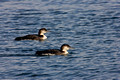 Common Loon Two 1