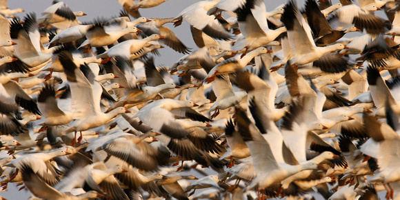Snow Geese Fly_1614