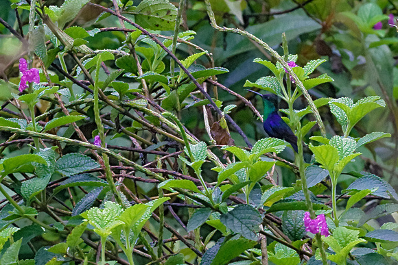 Violet Headed Hummingbird_7330