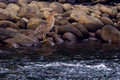 Fasciated Tiger Heron Juv_4169