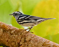 Black and White Warbler_4438