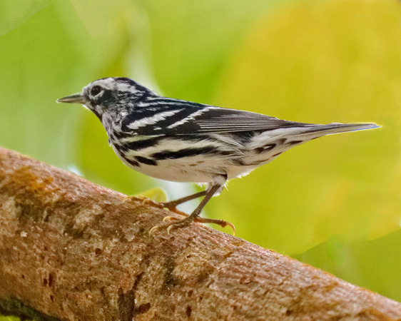 Black and White Warbler_4438