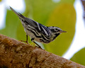 Black and White Warbler_4450
