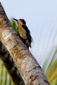 Black Cheeked Woodpecker_4253