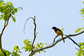 Black Cowled Oriole_4259