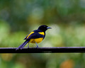 Black Cowled Oriole_4468