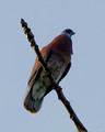 Pale Vented Pigeon_4311