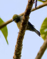 Palm Tanager_4278
