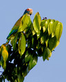 White Crowned Parrot_4347