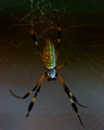 Big-Ass Spider_3321