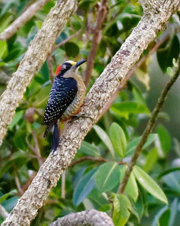 Black Cheeked Woodpecker Fem_3347
