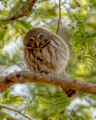 Ferruginous Pygmy Owl_1465_6_7_8_9