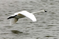 Swan Fly_1479