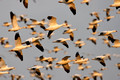 Snow Geese Fly_1635