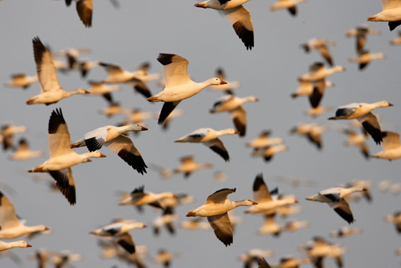 Snow Geese Fly_1635