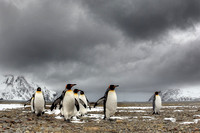 South Georgia - Falklands 2012