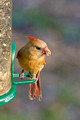Cardinal Female_0434