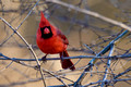 Cardinal Male_0388