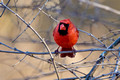 Cardinal Male_0395