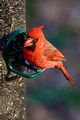 Cardinal Male_0406