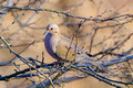 Mourning Dove_0327