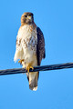 Red Tail_0310
