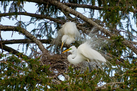 Egrets Nest_4914_1