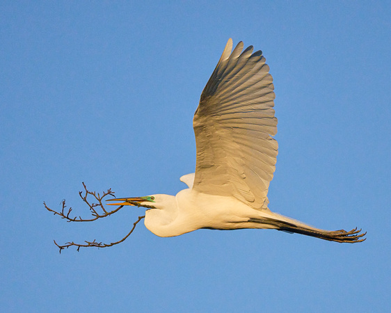 Egret Sticks Fly_4673
