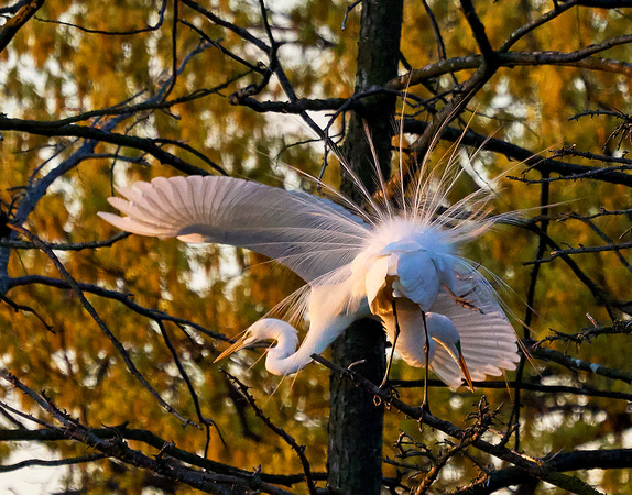 Egrets Display Sunset_6377