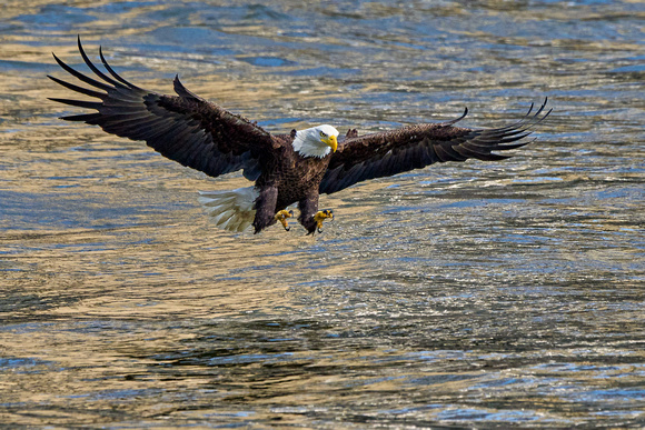 Eagle Fishing 4_5242