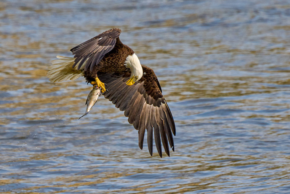 Eagle Fishing 6_5262
