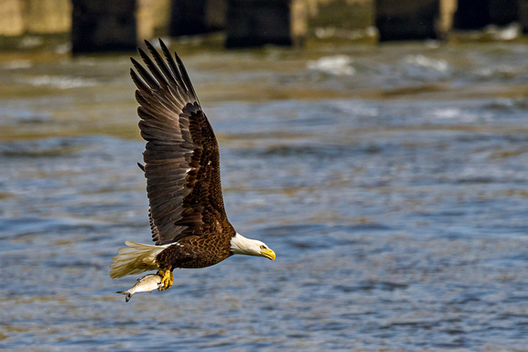 Eagle Fishing 7_5266