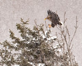 White Tailed Eagle Snow_9553_DxO