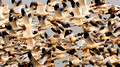 Snow Geese Fly_1616