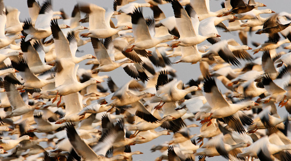 Snow Geese Fly_1616