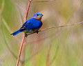 Eastern Bluebird Male_7959