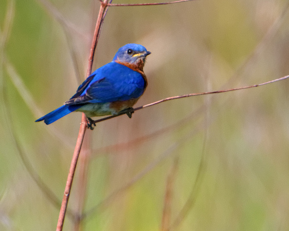 Eastern Bluebird Male_7959