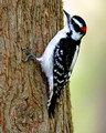Downy Woodpecker_8293