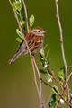 Field Sparrow_7922