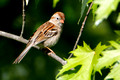 Field Sparrow_7980