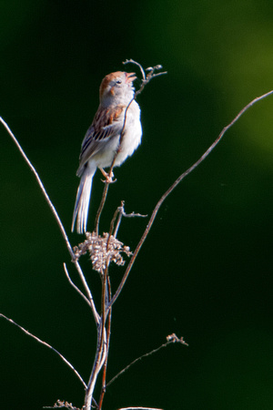 Field Sparrow_7963