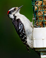 Downy Woodpecker_8225