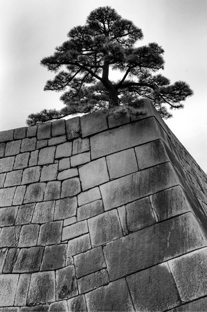 Imperial Palace Wall Tree_3798_DxO_799_DxO_800_DxO_801_DxO_802_DxO