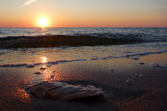 Sunset Bay Shell