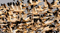 Snow Geese Fly_1615