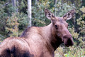 Moose Cow 7013_DxO