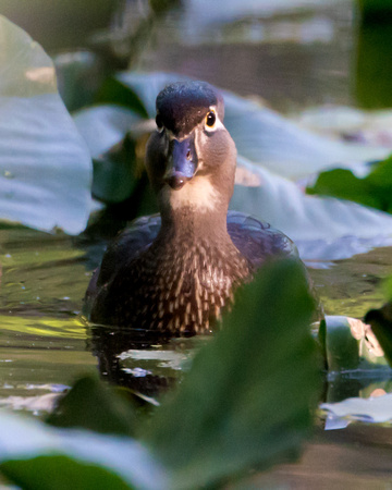 Wood Duck_A9_1674